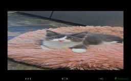 Maine Coon cats for sale: Maine coon kittens for sale - Image 2