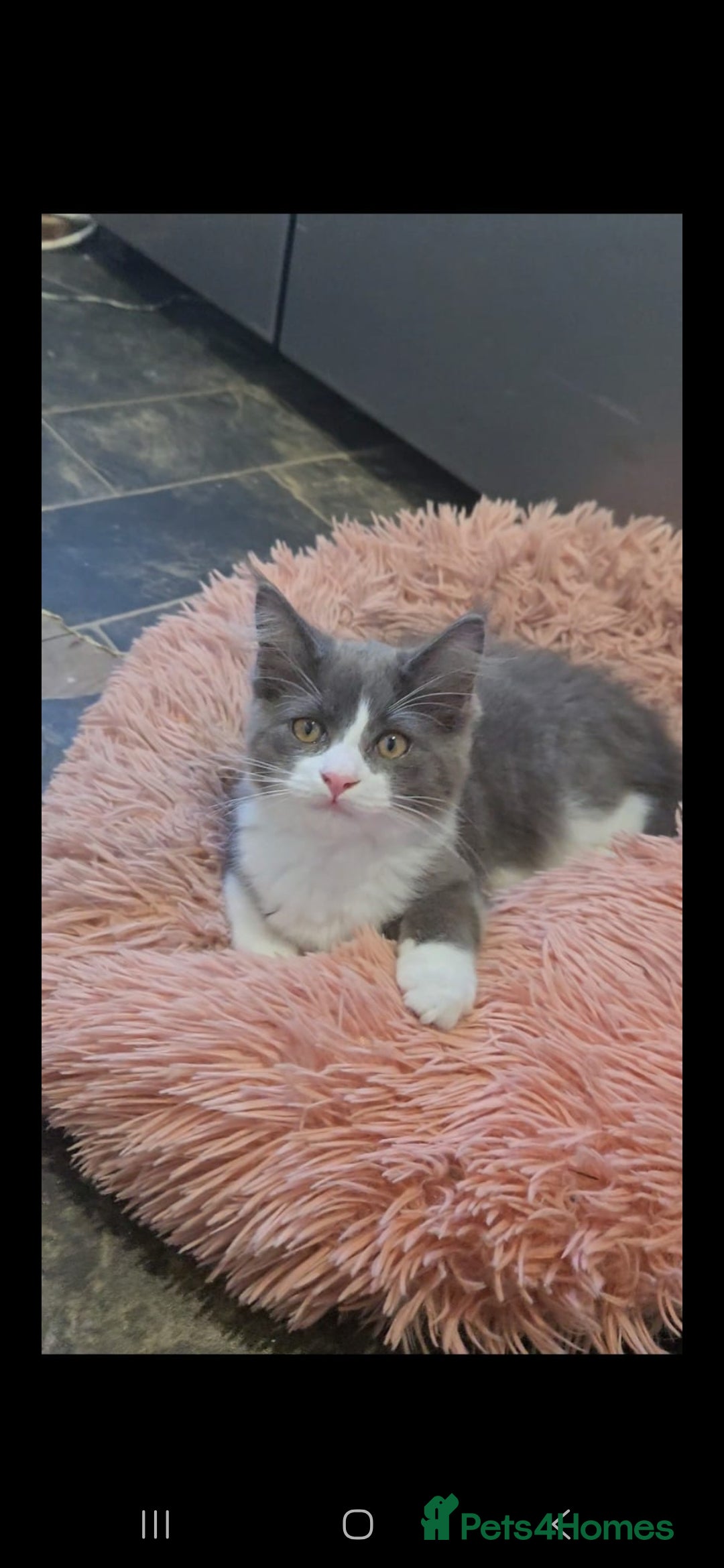 Maine Coon cats for sale: Maine coon kittens for sale - Image 2