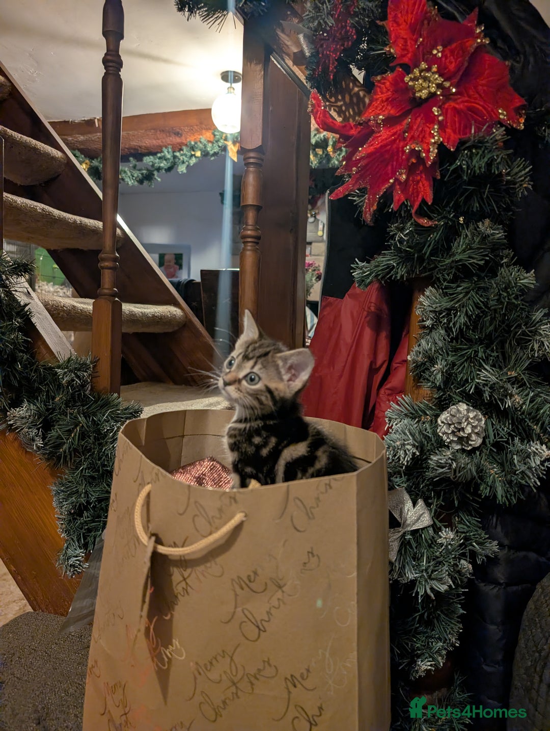 Mixed Breed cats for sale: 4 kittens looking for new home - Advert 5