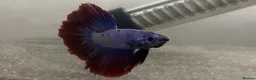Bettas fish for sale: Half-Moon Betta Fish in Bolton - Advert 2