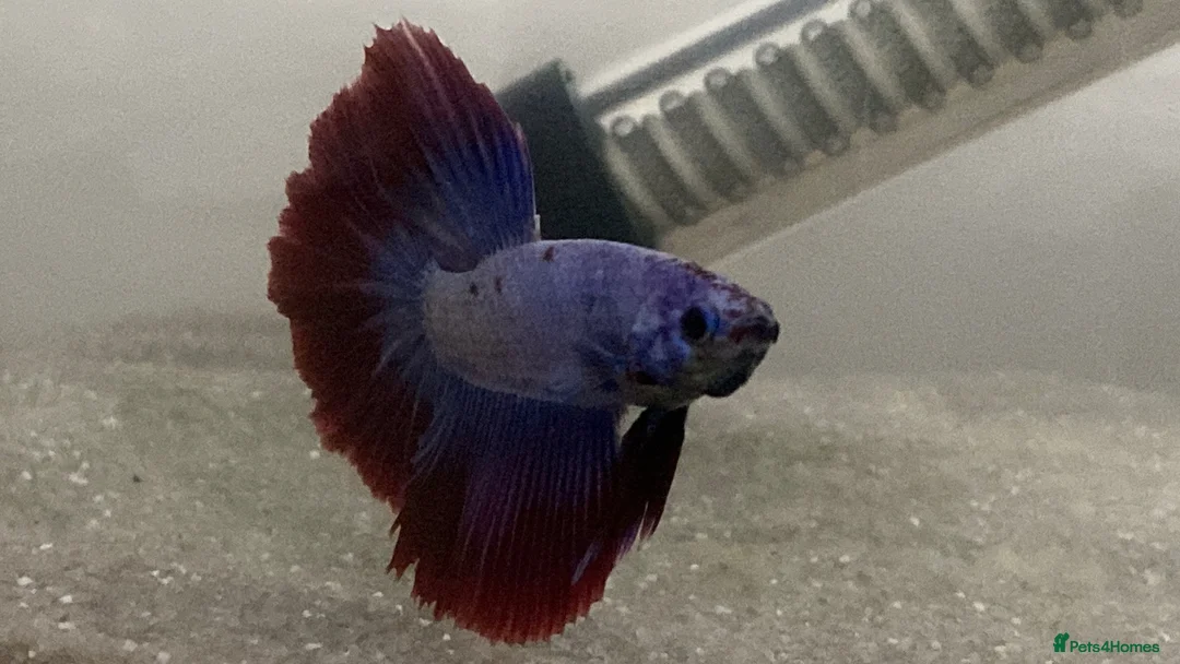 Bettas fish for sale: Half-Moon Betta Fish in Bolton - Advert 2