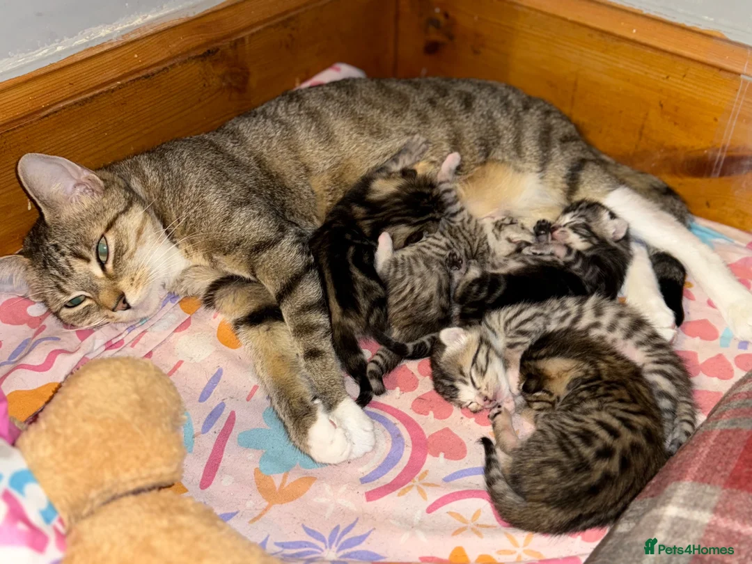 Bengal cats for sale: Bengal cross kittens - Advert 1