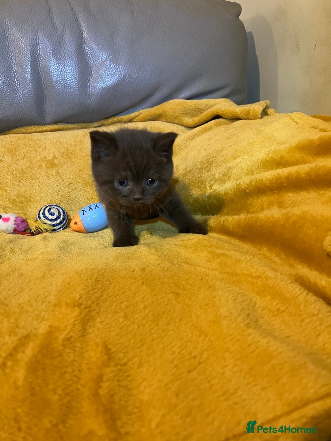 British Shorthair cats for sale: British Shorthair Kittens – Loving Homes Only 🐾 - Advert 6