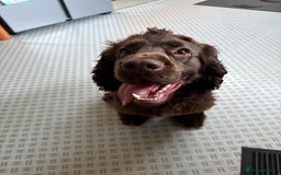 Cocker Spaniel dogs for sale: Cocker Spaniel - Show - Image 2