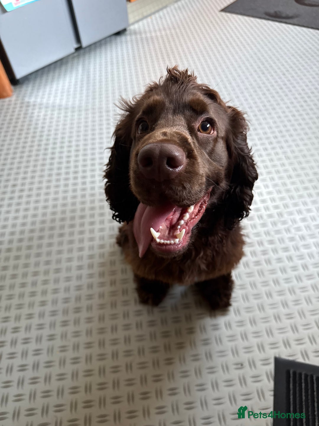 Cocker Spaniel dogs for sale: Cocker Spaniel - Show - Image 2