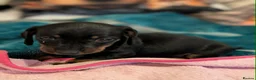 Miniature Dachshund dogs for sale: Miniature dachshund babies  - Advert 8