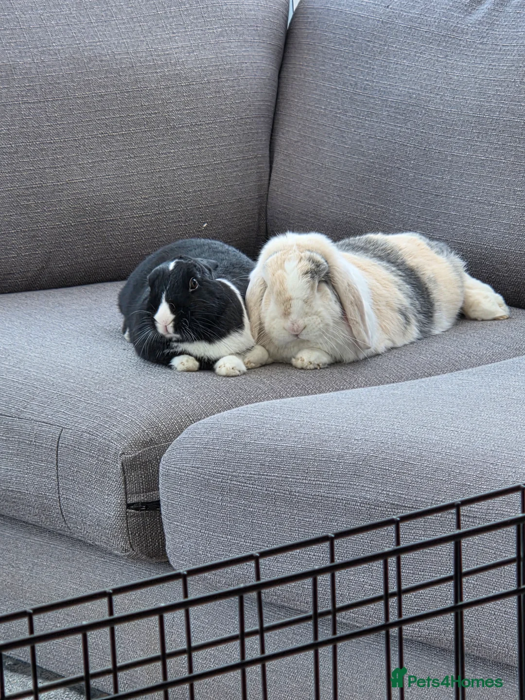 Dutch rabbits for sale: Bunnies for sale - Advert 2