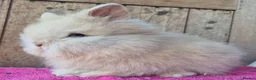 Lionhead rabbits for sale: Pure bred lion head boys.  - Advert 4