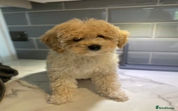 Toy Poodle dogs for stud: RED TOY POODLE KC REGISTERED PROVEN STUD in Derby - Image 29