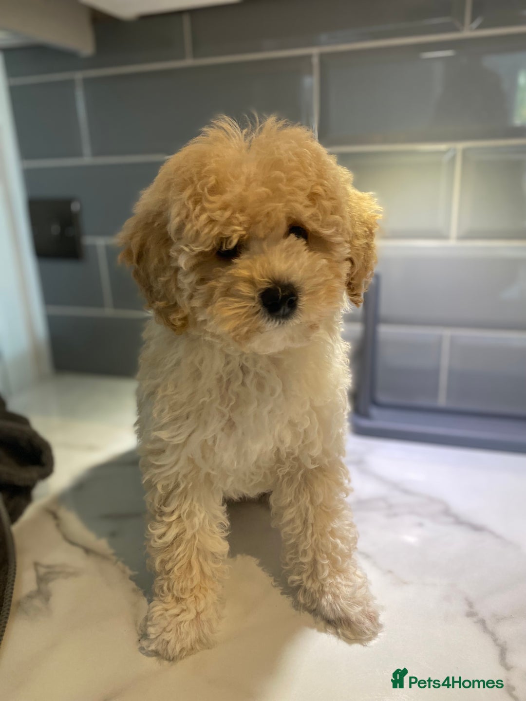 Toy Poodle dogs for stud: RED TOY POODLE KC REGISTERED PROVEN STUD in Derby - Image 29