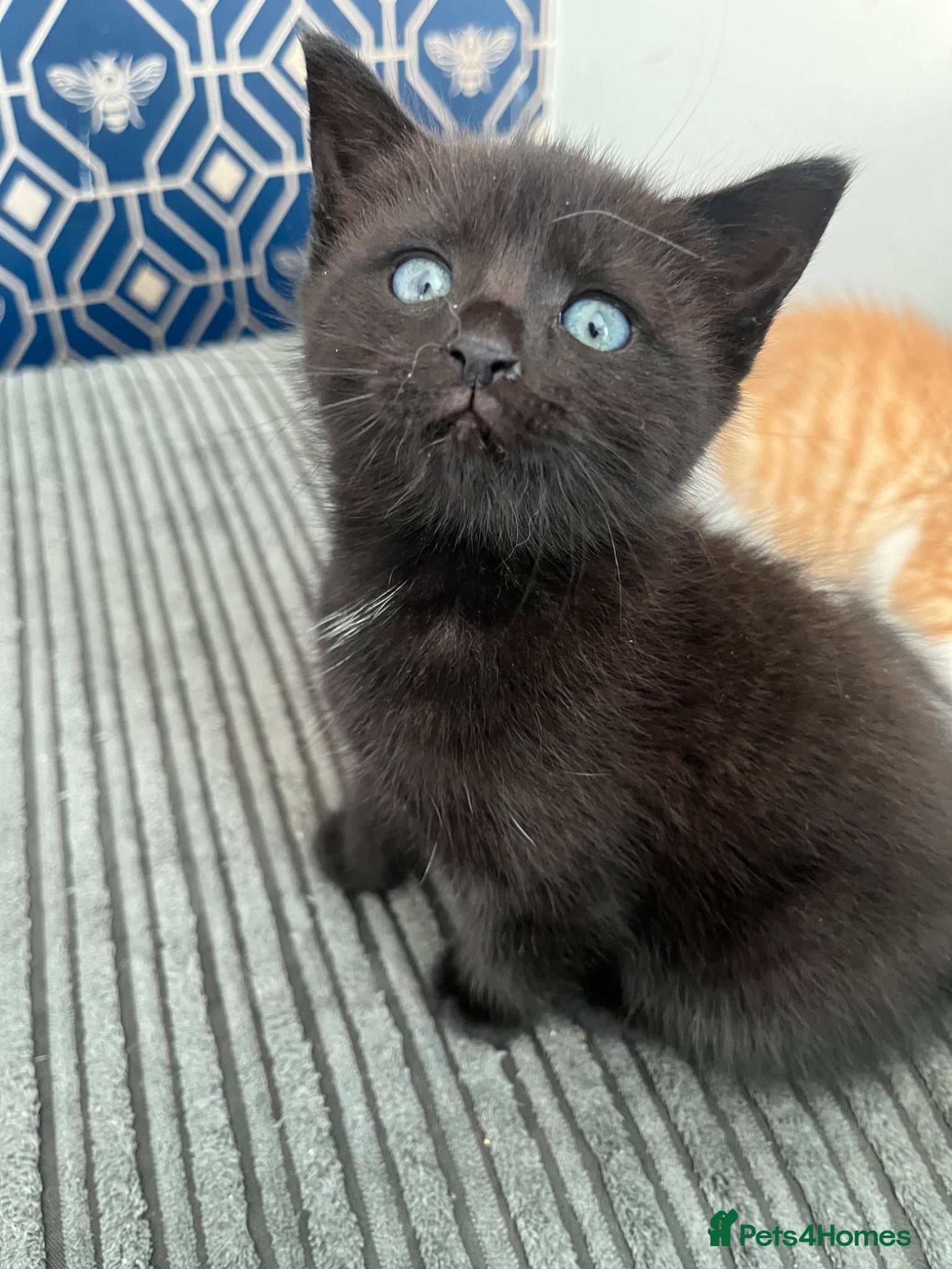 Darcy