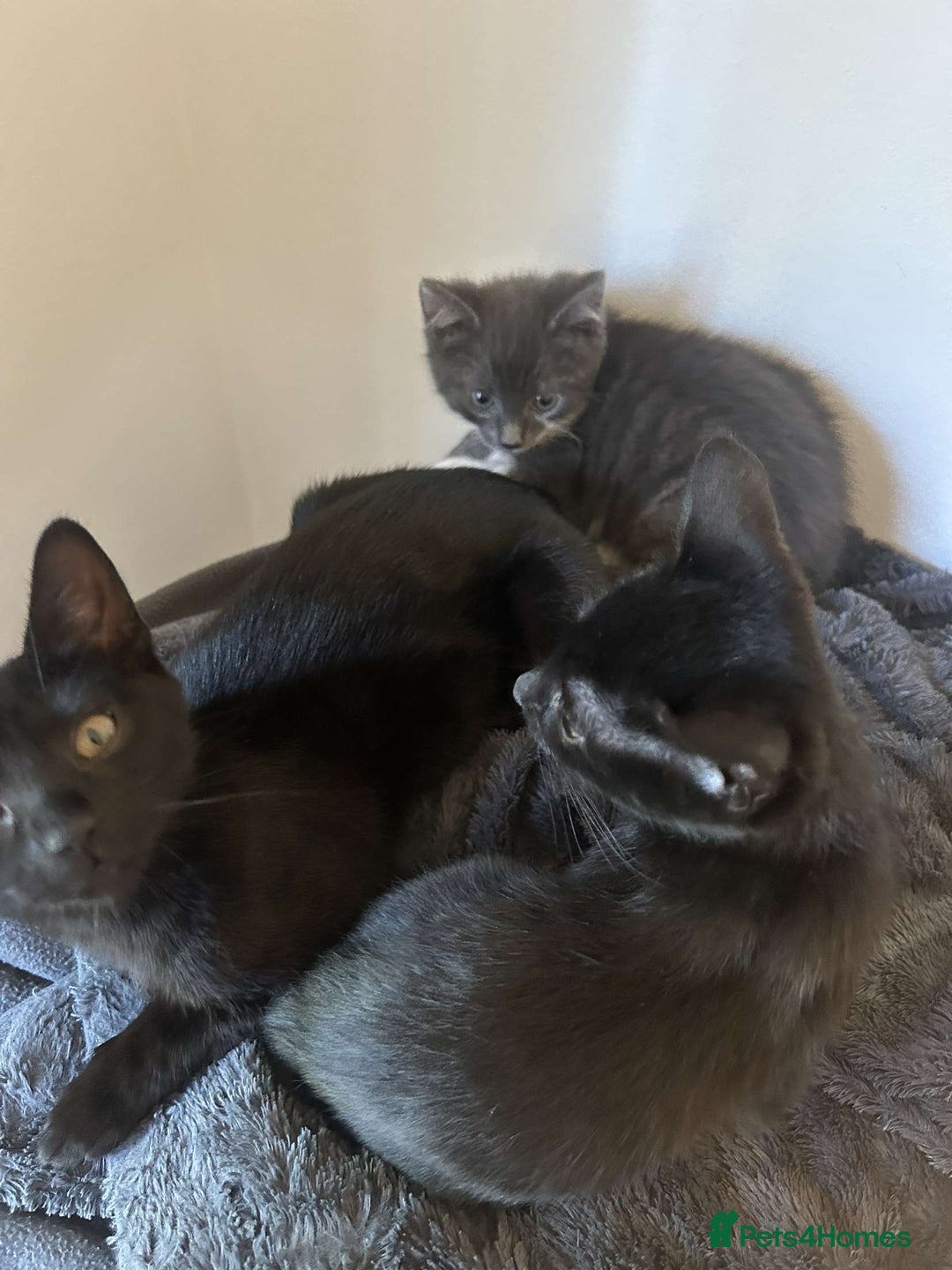 Siamese cats for sale: 2 kittens that need rehoming  - Image 3