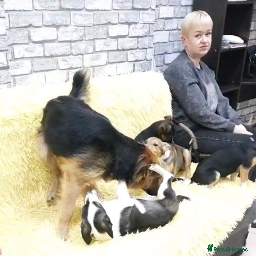 Mixed Breed dogs for adoption: 💖🐶 CHIKA 🐶💖 - Image 4