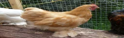 Chickens poultry for sale: Pekin Bantam Cockerels - Advert 9