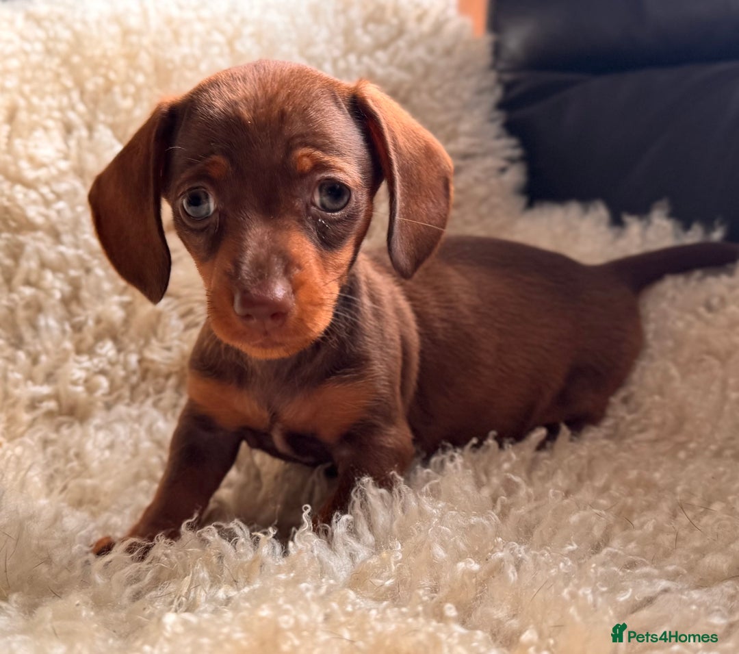 Miniature Dachshund dogs for sale: BEAUTIFUL MINI DACHSHUND PUPPIES  - Image 5