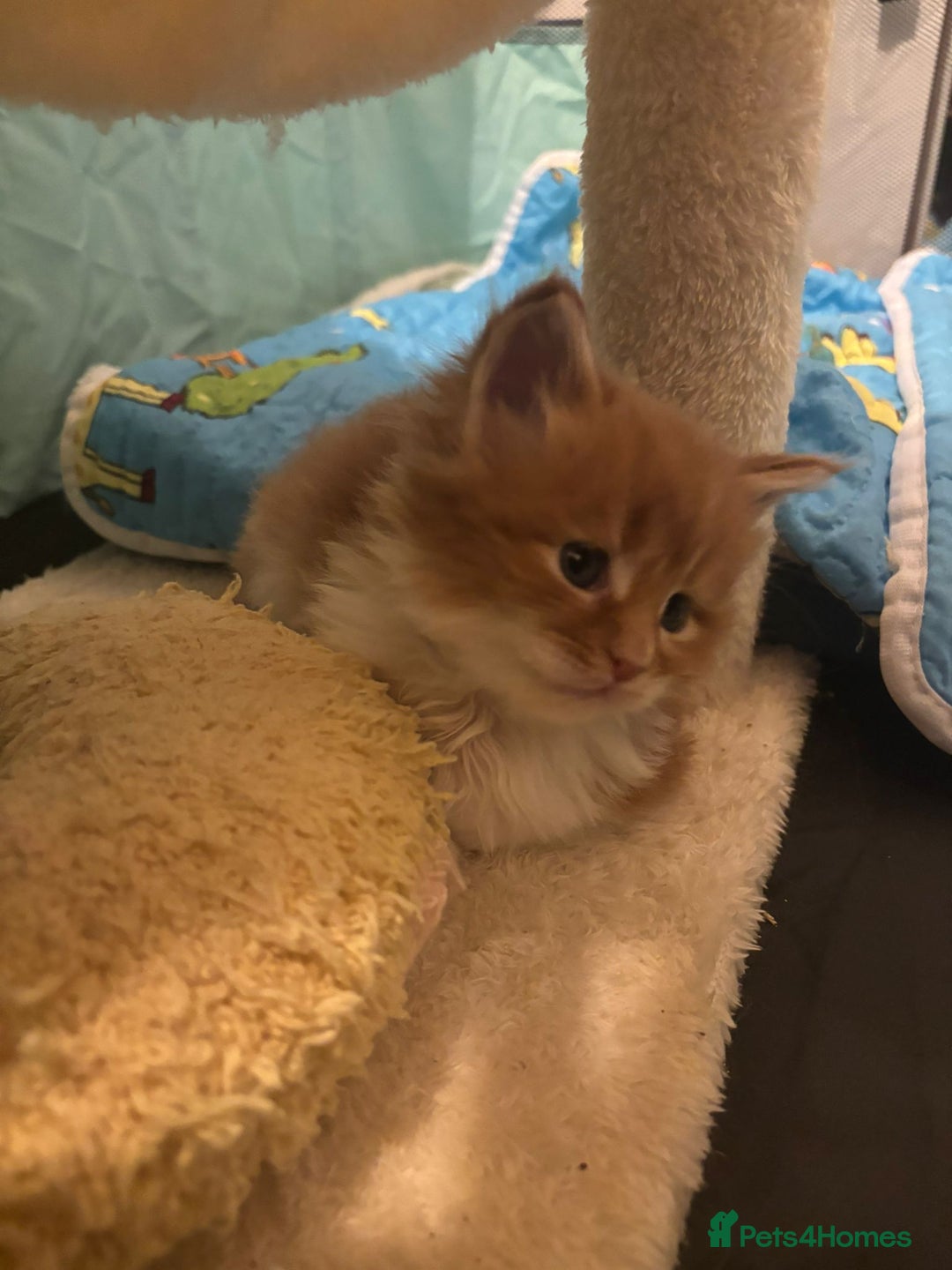 Maine Coon cats for sale: ARIODREAMMAINECOON  - Advert 12