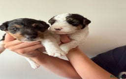 Fox Terrier dogs for sale: Adorable female Fox Terrier – 07514773500 - Image 7