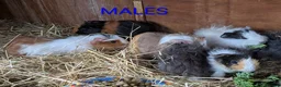 Guinea Pig rodents for sale: Beautiful Baby Guinea Pigs - Males  - Advert 16