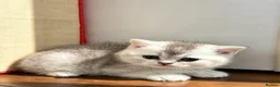 Scottish Fold cats for sale: Beautiful Scottish Fold Kittens — for Loving Homes - Advert 16