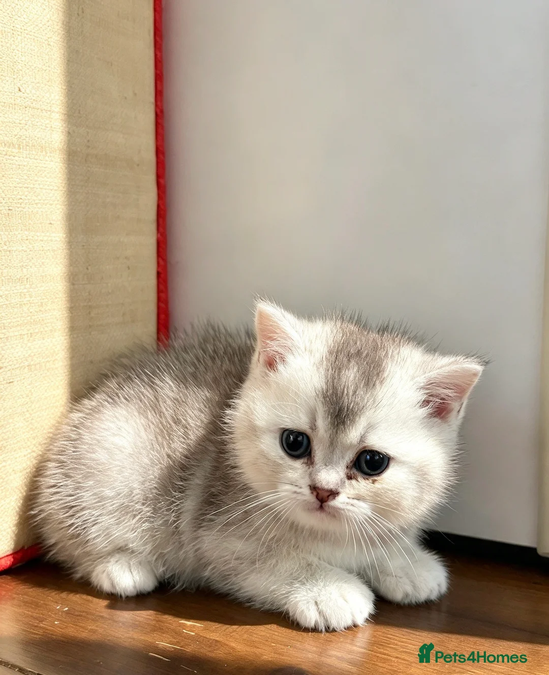 Scottish Fold cats for sale: Beautiful Scottish Fold Kittens — for Loving Homes - Advert 16