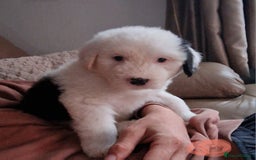 Old English Sheepdog dogs for sale: Old english sheepdog  - Image 5