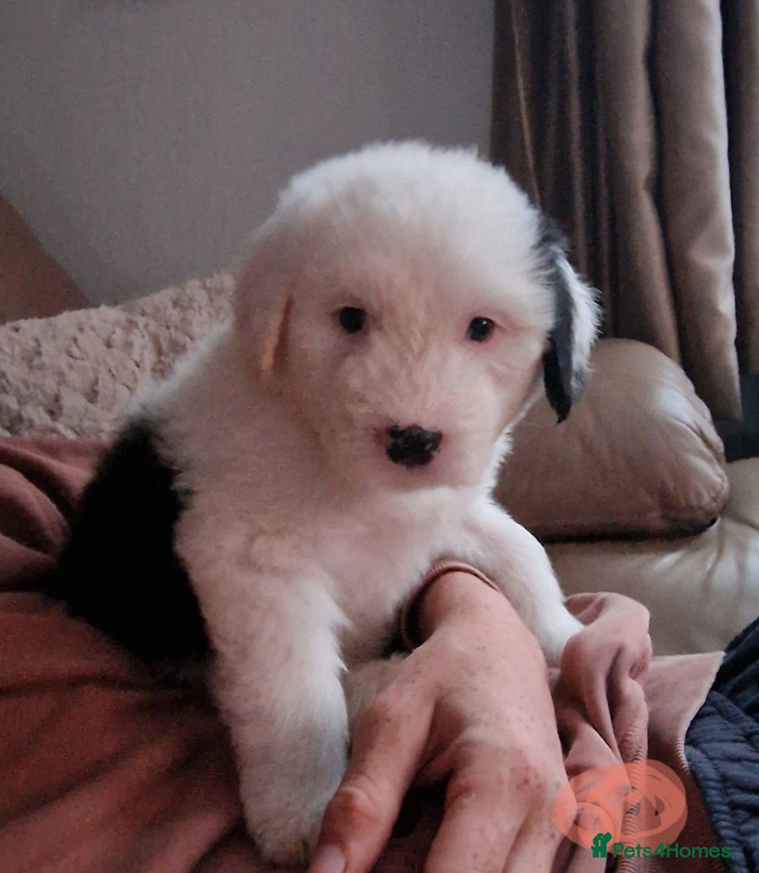 Old English Sheepdog dogs for sale: Old english sheepdog  - Image 5