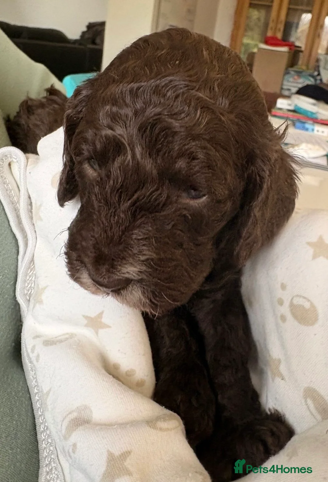 Cockapoo dogs for sale: Beautiful f1b cockapoos genetically tested - Advert 4