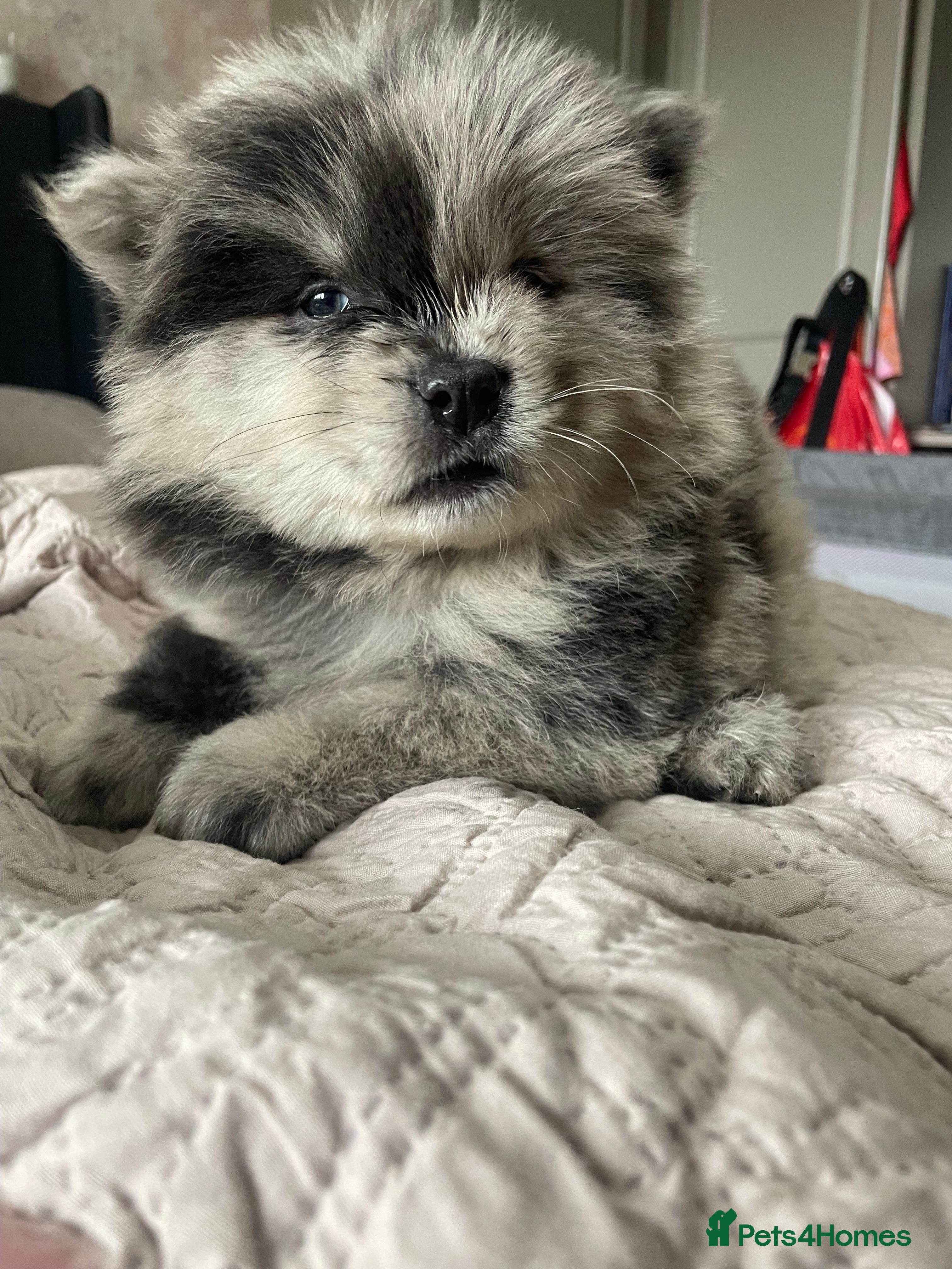 Chow Chow dogs Chow chow pups - Advert 1