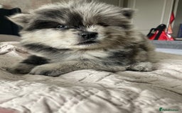 Chow Chow dogs for sale: Chow chow pups - Image 1