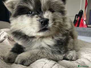 Chow Chow dogs - Advert 11