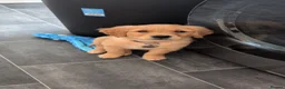 Golden Retriever dogs for sale: KC Golden retriever  - Advert 1