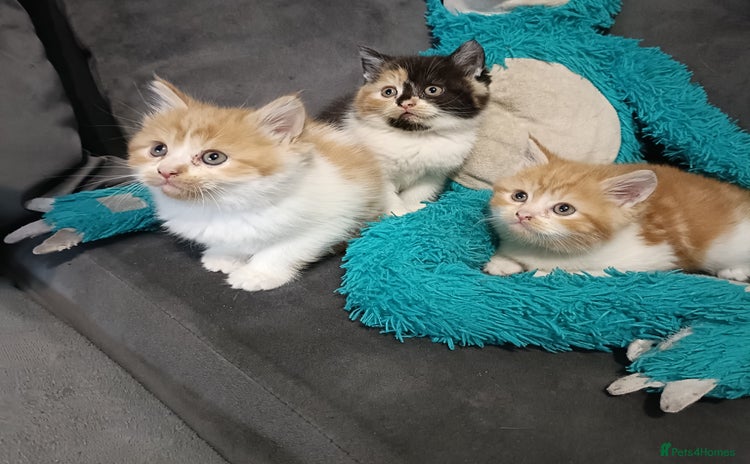Persian cats - Advert 6
