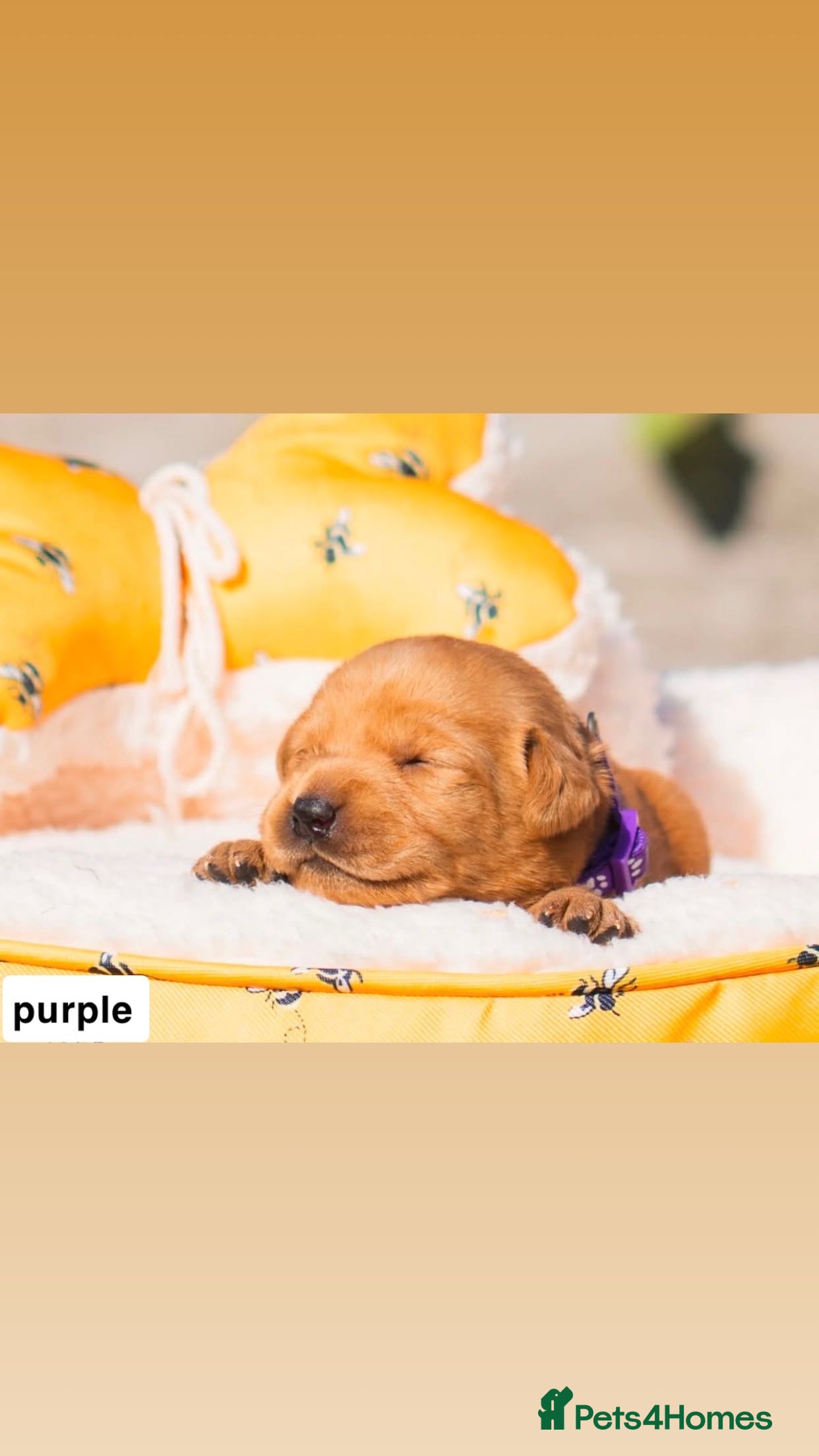 Labrador Retriever dogs Exceptional Stunning Labrador Puppies  - Advert 2