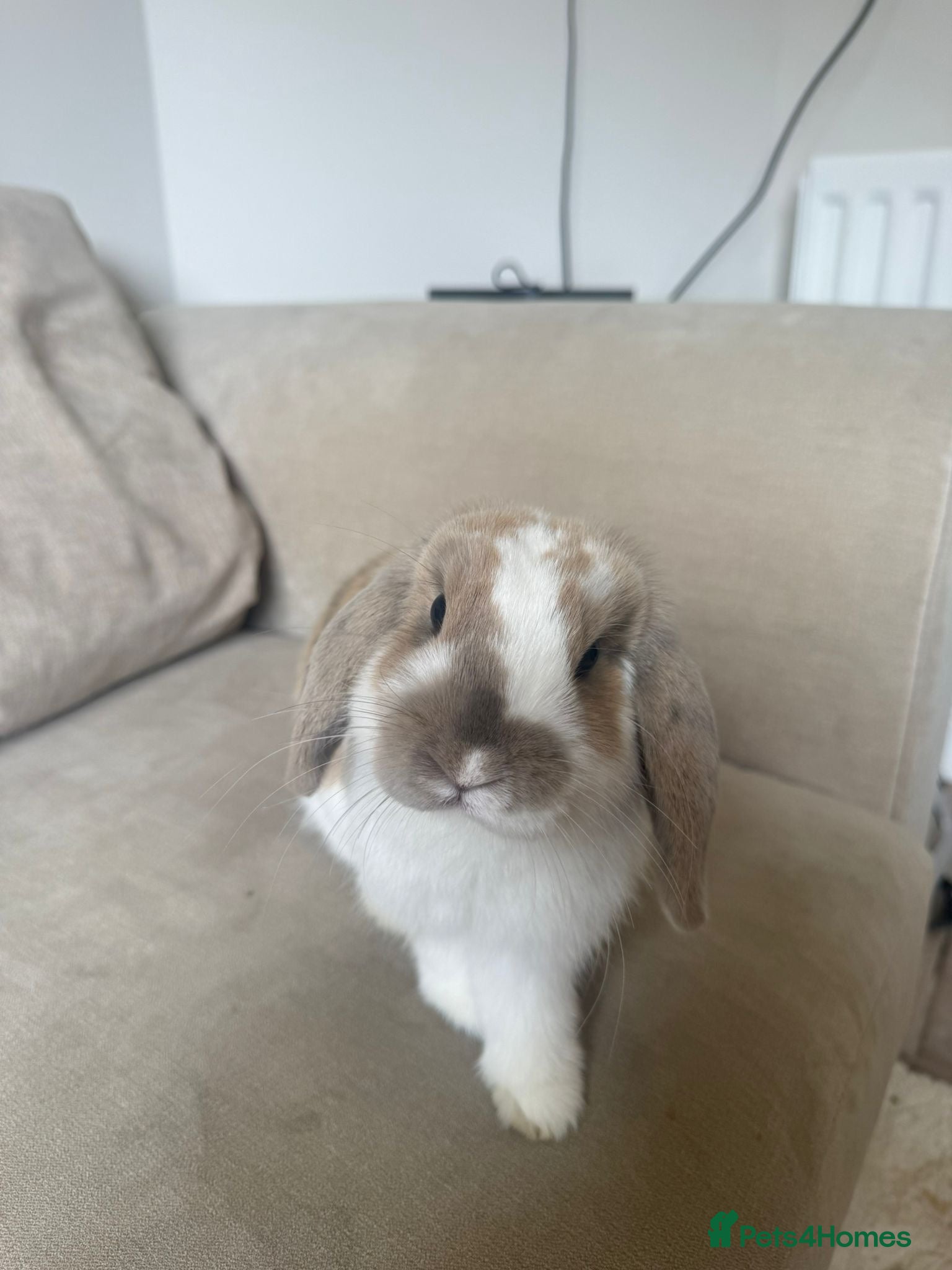 Mini Lop rabbits Mini lop boy available  - Advert 1