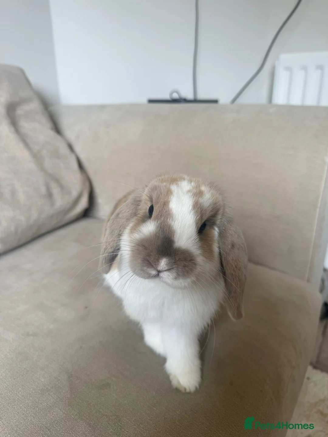 Mini Lop rabbits for sale: Mini lop boy available  - Advert 1