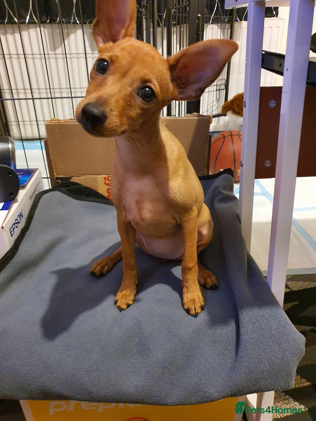 Miniature Pinscher dogs for sale: Miniature Pinscher puppies, KC registered - Advert 9