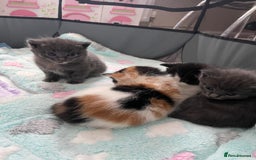 Domestic Shorthair cats for sale: Four kittens, 4 weeks old - Image 12