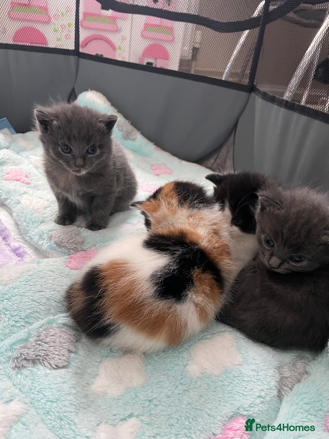 Domestic Shorthair cats for sale: Four kittens, 4 weeks old - Image 12