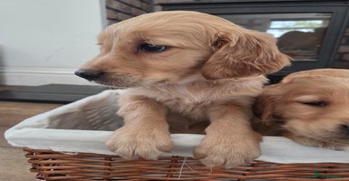 Golden Retriever dogs - Advert 1