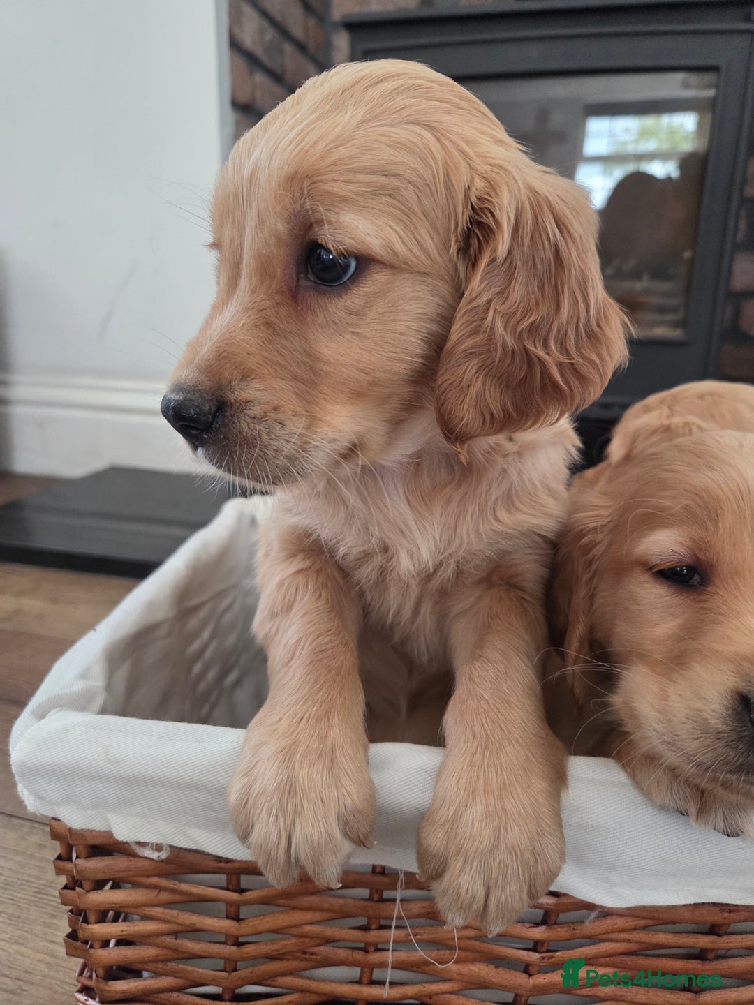 Golden Retriever dogs for sale: 🧡 dark red working Golden Retriever puppies 🧡 - Image 2