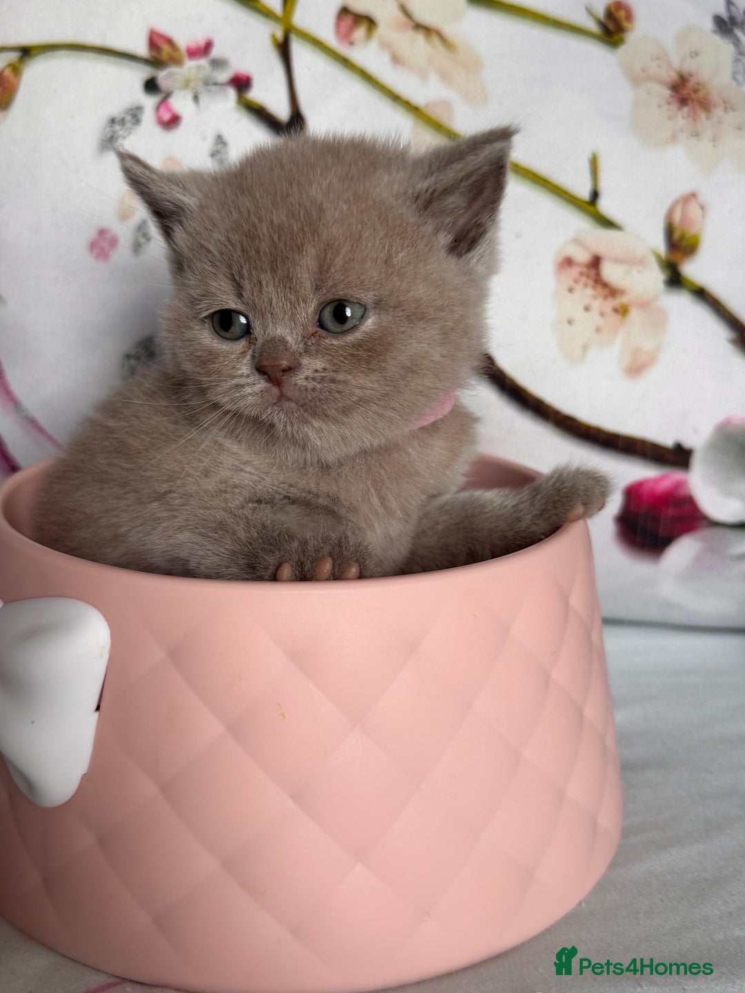 British Shorthair cats for sale: Beautiful British Shorthair Kittens 💝 - Image 6