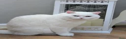 British Shorthair cats for sale: 🏠✈️💞Special Home wanted💞ℹ️🏡 - Advert 2