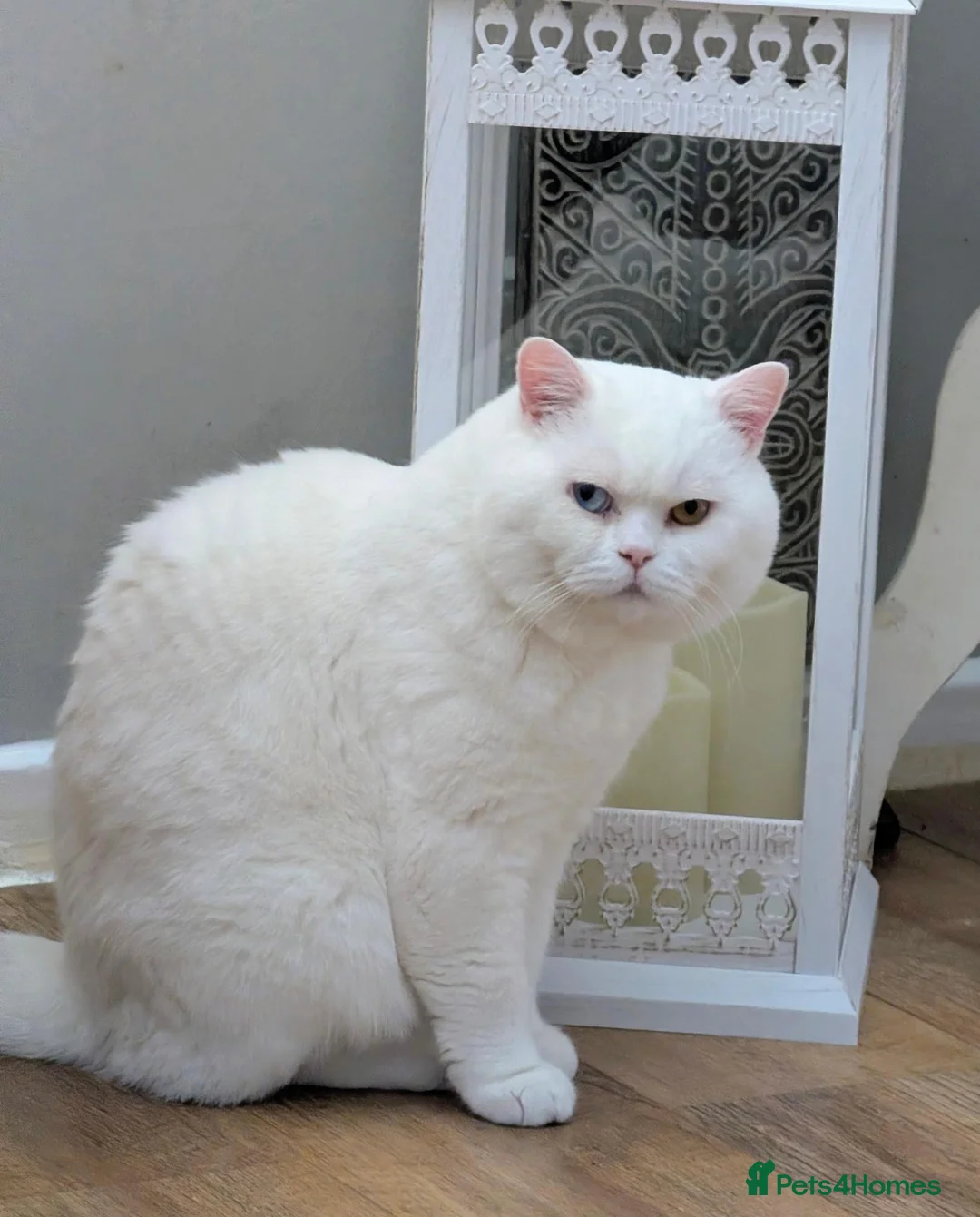 British Shorthair cats for sale: 🏠✈️💞Special Home wanted💞ℹ️🏡 - Advert 2