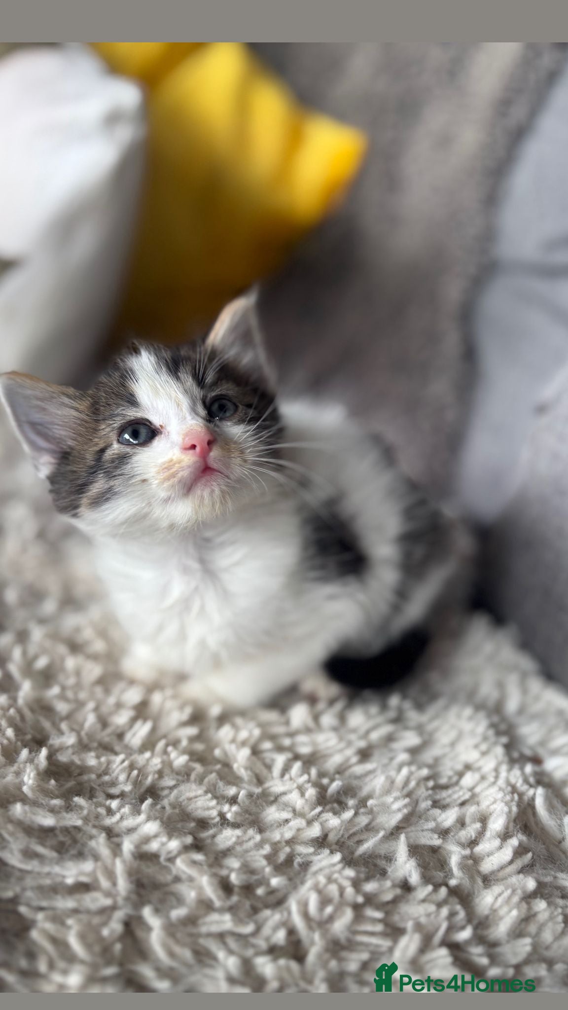 Mixed Breed cats for sale: BEAUTIFUL KITTENS FOR SALE!💕 in Sandbach - Advert 9
