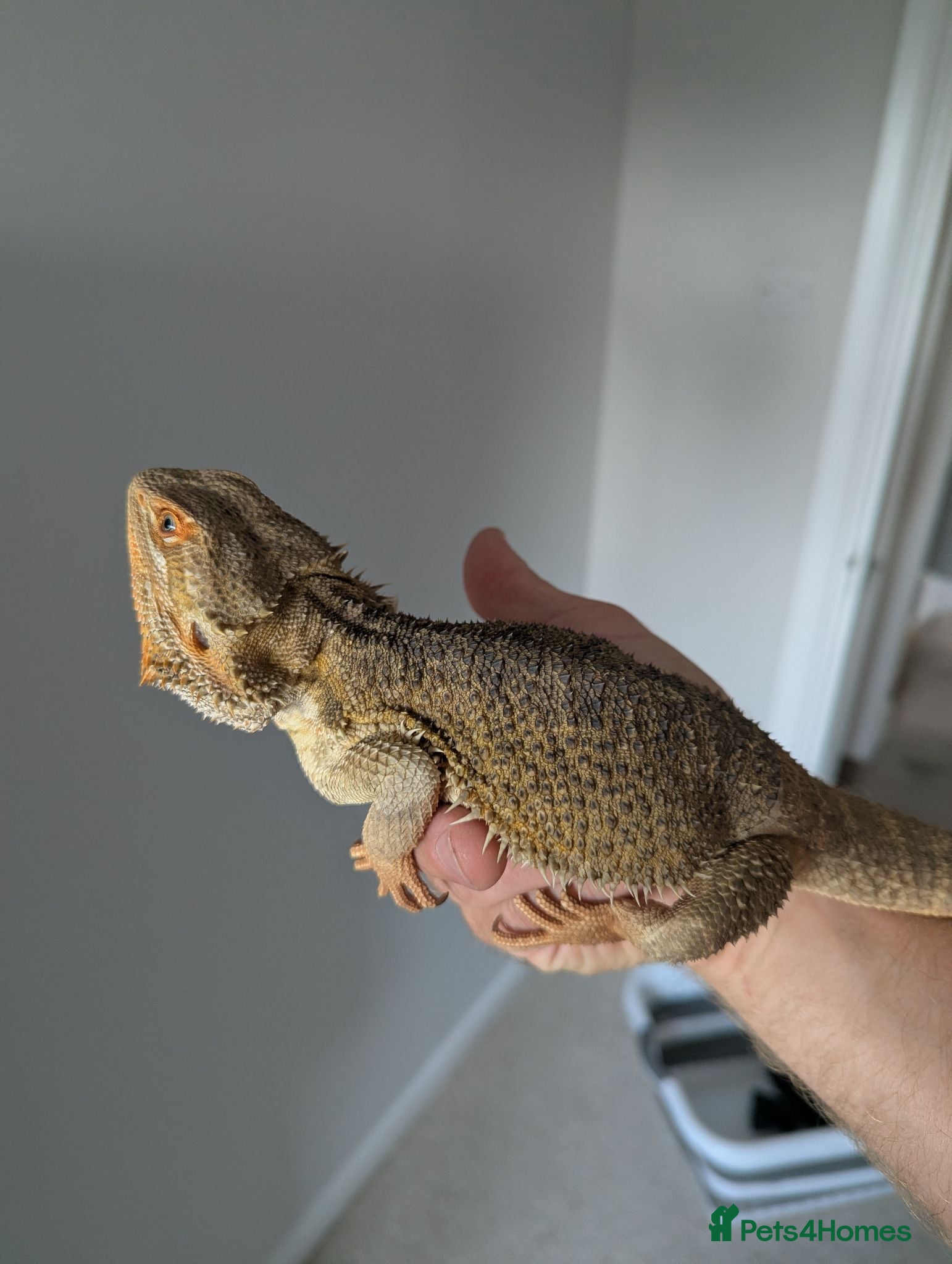 Bearded Dragon reptiles Male bearded dragon for sale - Advert 1