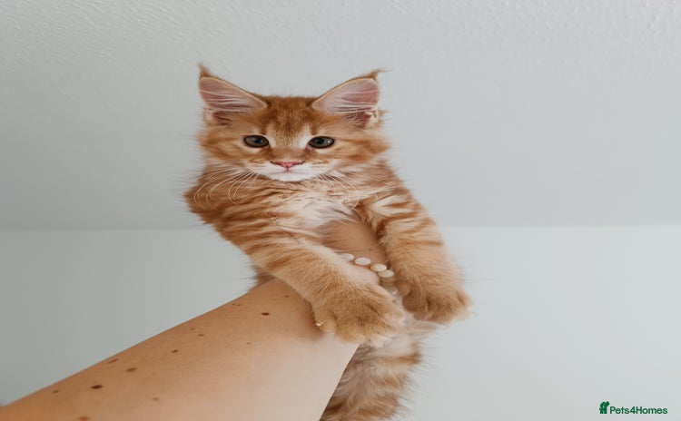 Maine Coon cats - Advert 12