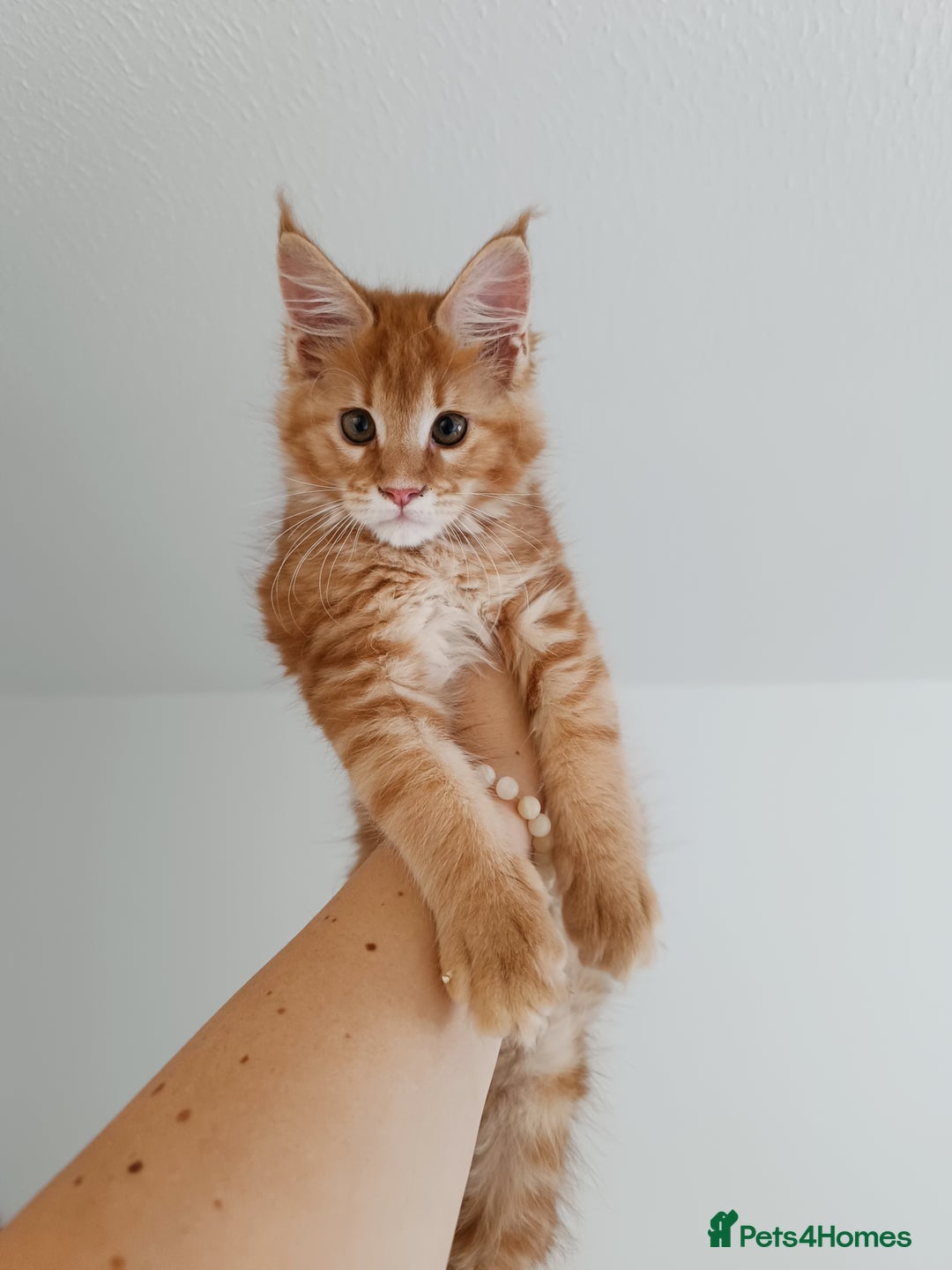 Maine Coon cats for sale: Girl Maine Coon Ivy - Image 1