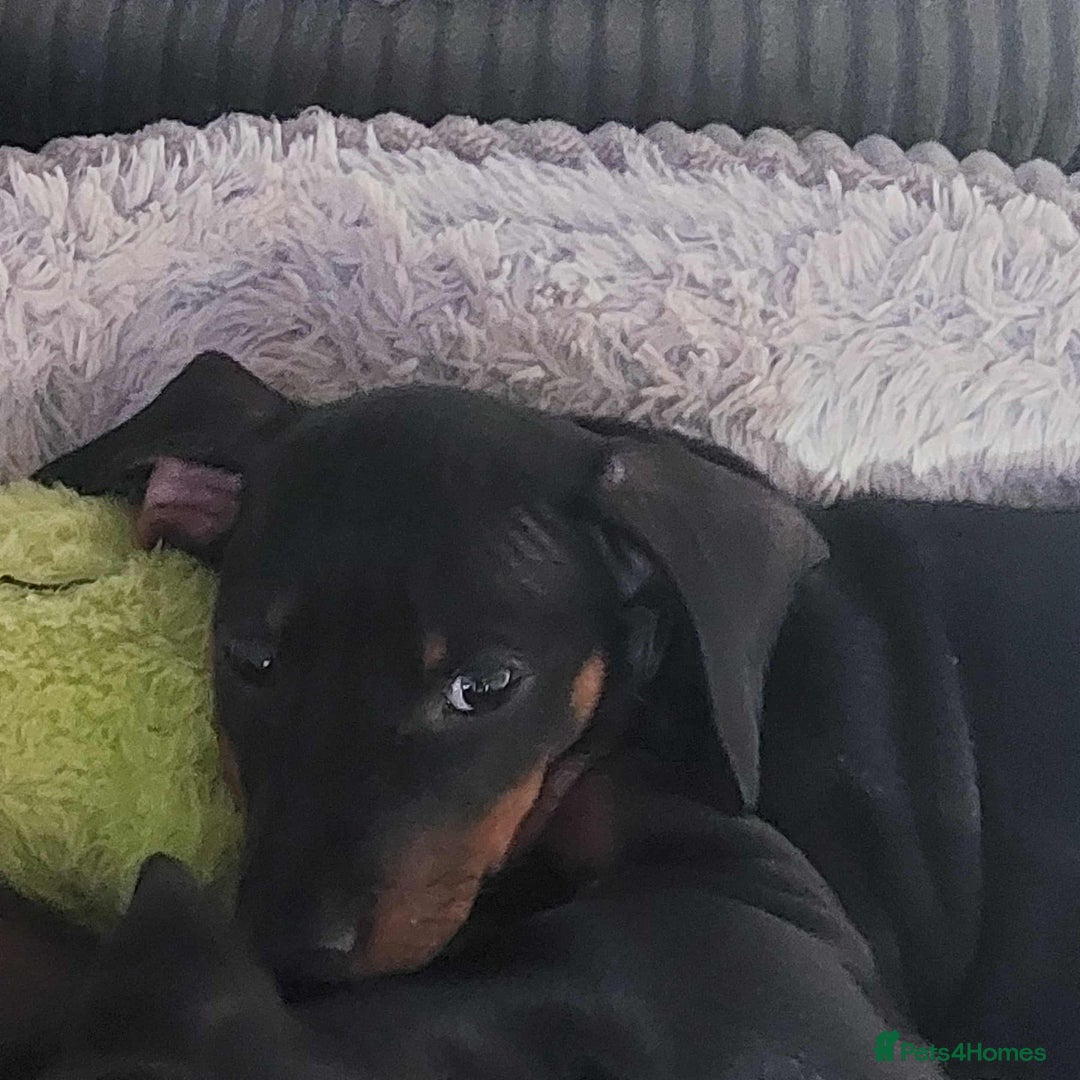 Miniature Dachshund dogs for sale: Dashound puppies for sale  - Image 2
