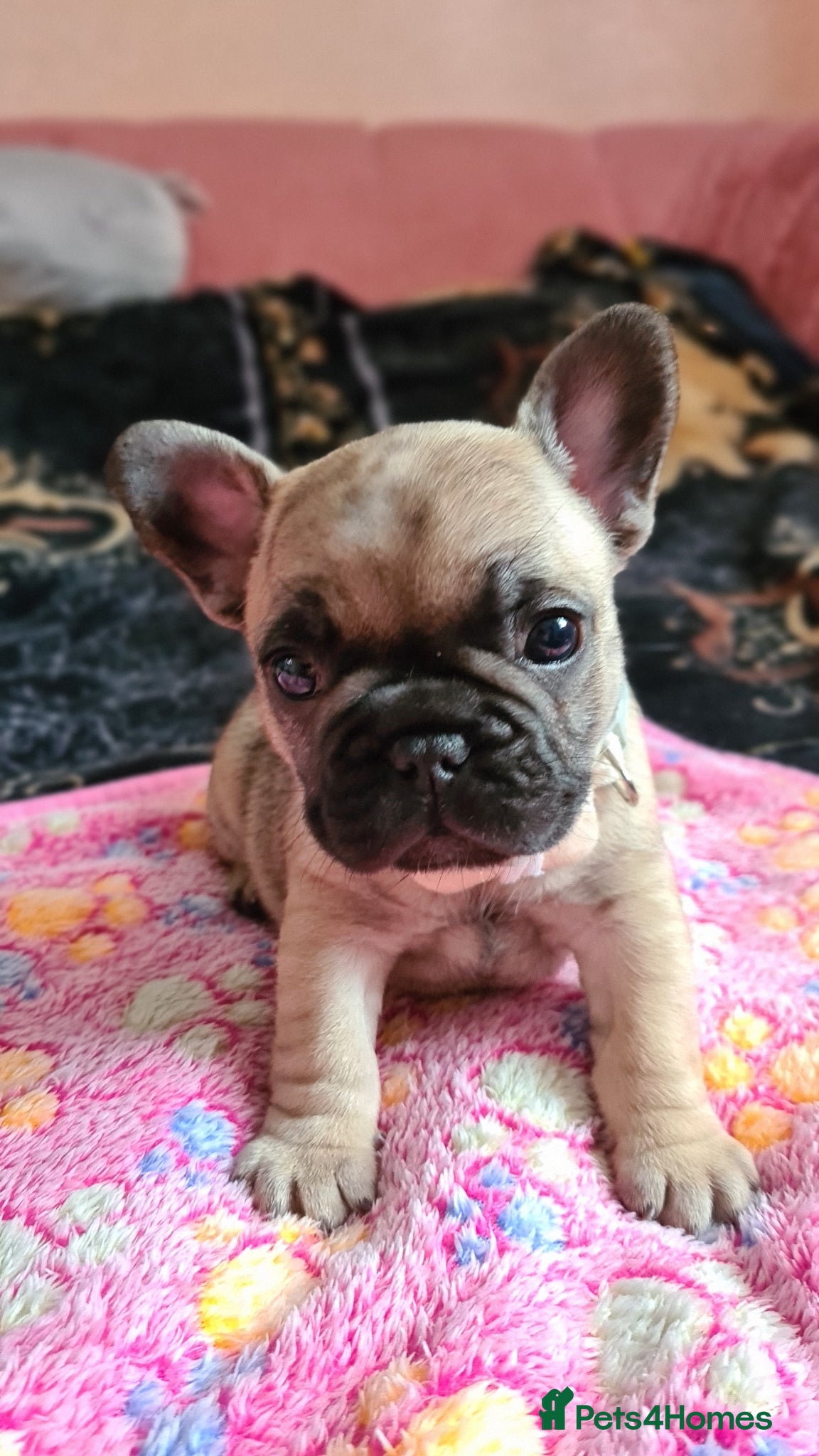 French Bulldog dogs for sale: French bulldog - Advert 11