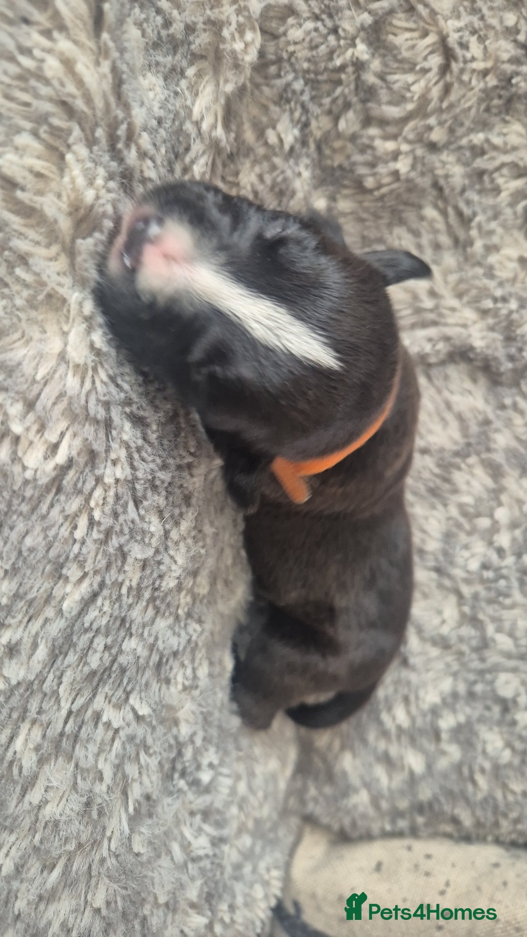 Mixed Breed dogs for sale: American bull staffy cross cane corso - Image 9